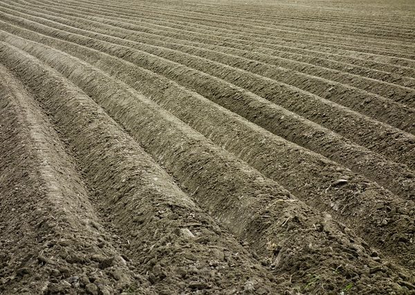 Wiosenna ochrona rzepaku – jak skutecznie zwalczyć chwasty?